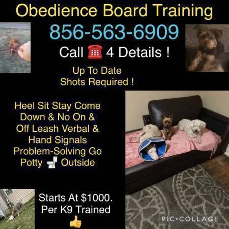 Pro potty k9 training commands