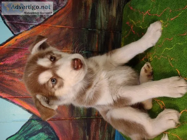 Husky puppies