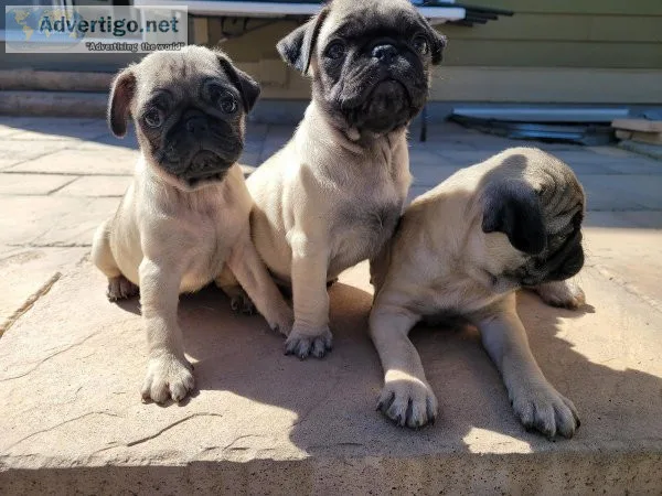 Pugs