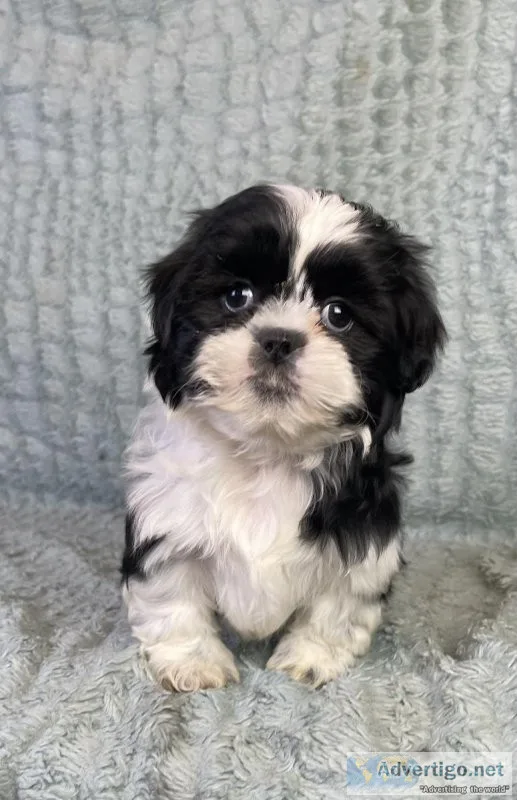 Frankie Shihtzu
