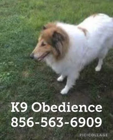 Obedience k9 guarantee