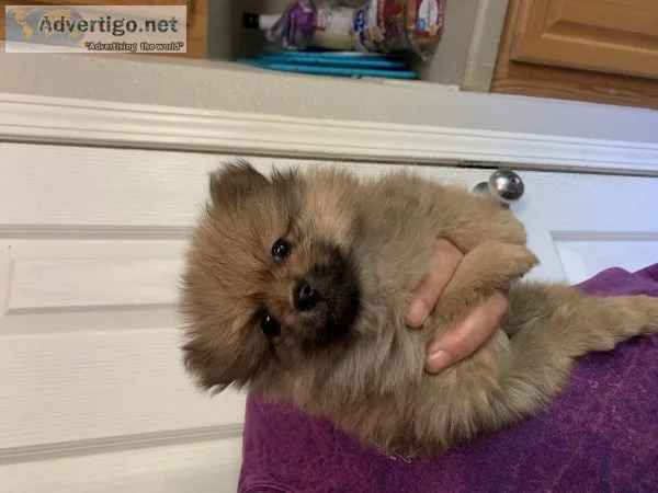 Pomeranian puppies