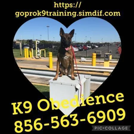 Obedience k9 guarantee