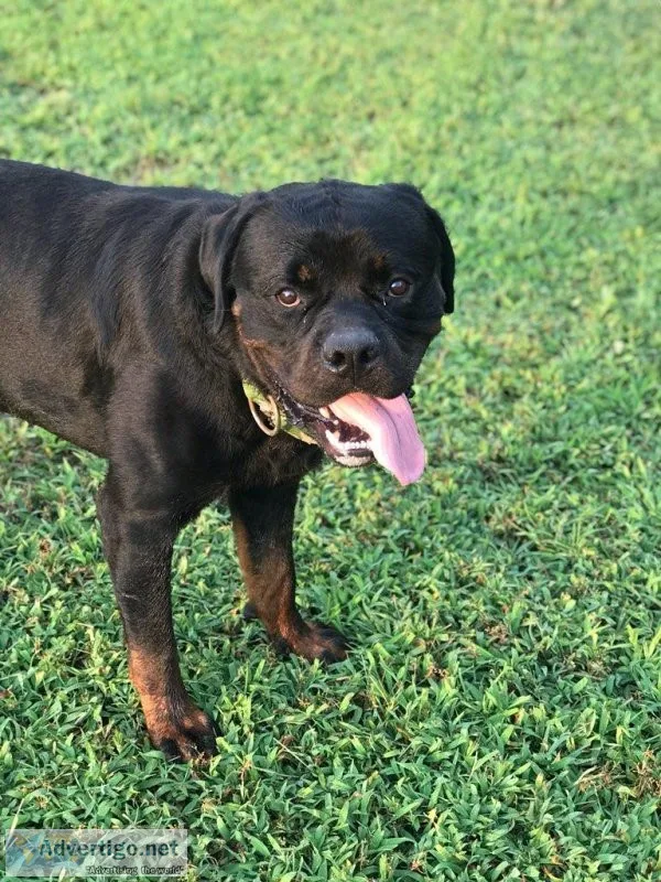 German Rottweiler For Stud