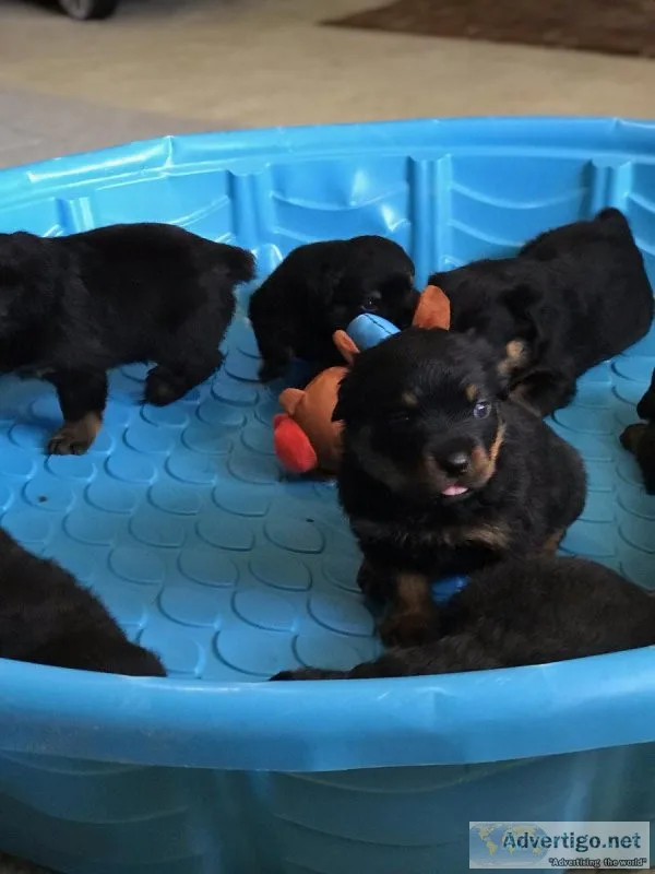 AKC GERMAN ROTTWEILER PUPS