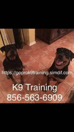 We control all unruly k9?s