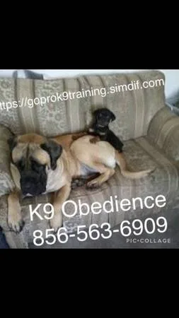 Canine?s puppies adults control
