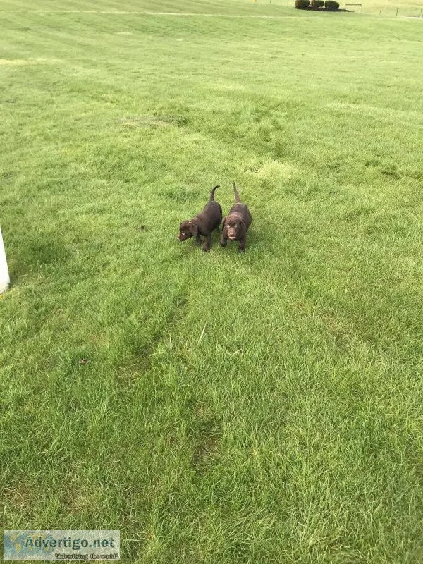 AKC LABRADOR RETRIEVER