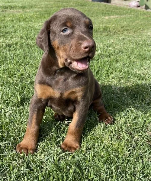 Doberman puppis for sale. TEXTCALL 308-321-6082