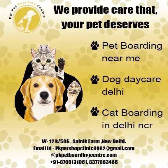 Pet Boarding near me  Dog daycare Delhi  Cat Boarding in Delhi N