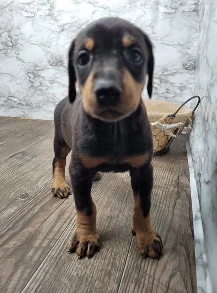 Doberman puppies available