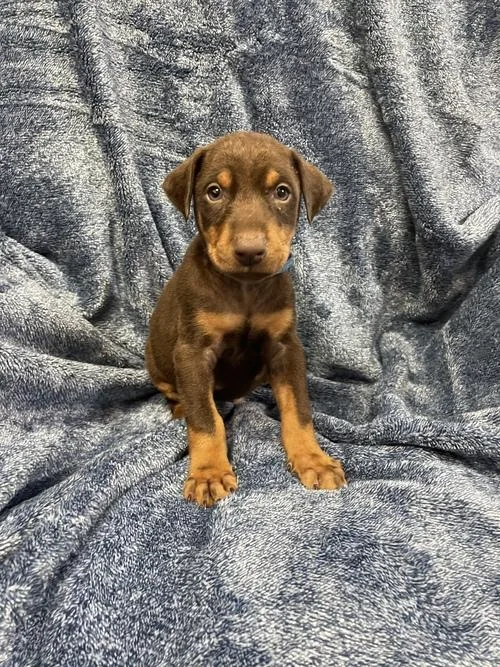 MF Adorable Doberman Puppies Available.