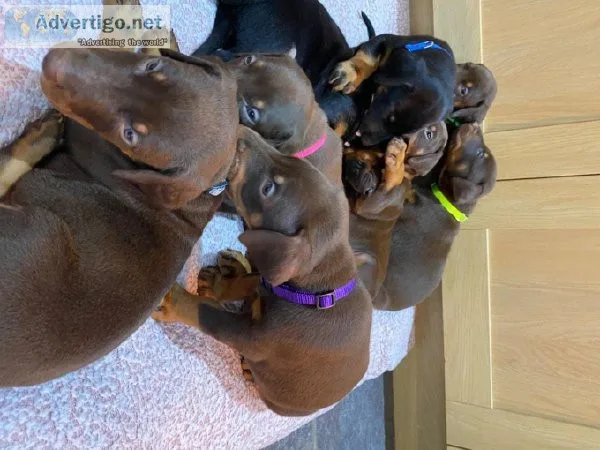 Doberman Puppies