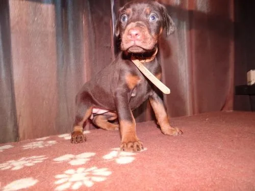Super Active Doberman Pinscher Puppies.