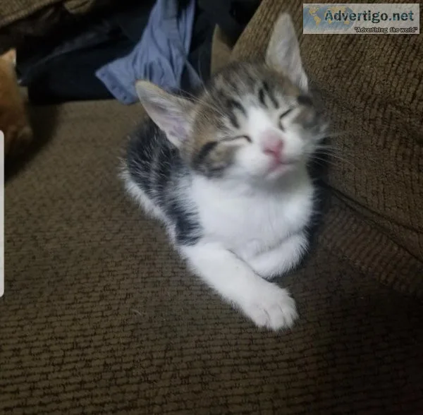 Kittens 6 weeks old