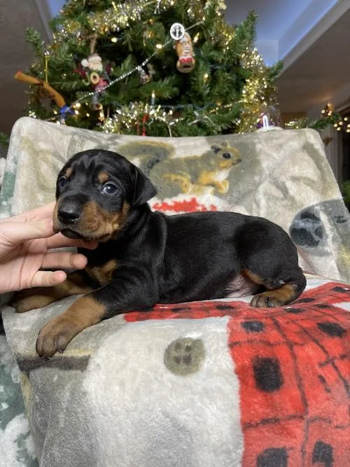 Sweet Doberman Pinscher Pups