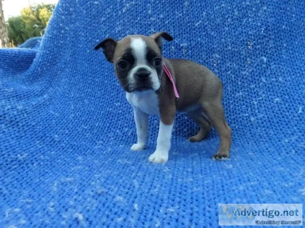 Fun Boston Terrier Puppies
