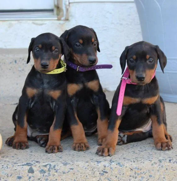 Akc Doberman Puppies