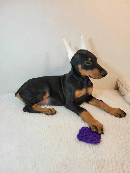 Doberman Pinscher Pups