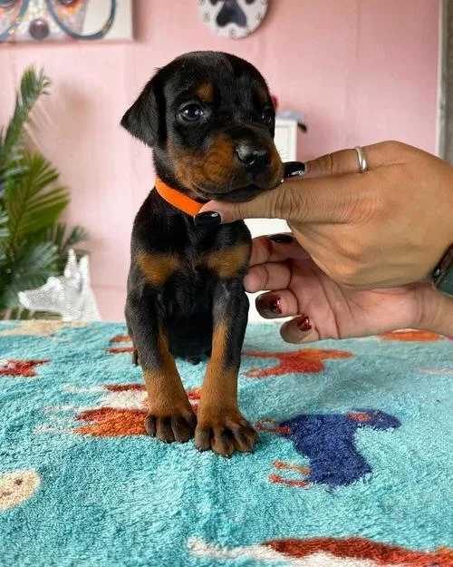 Doberman Puppies