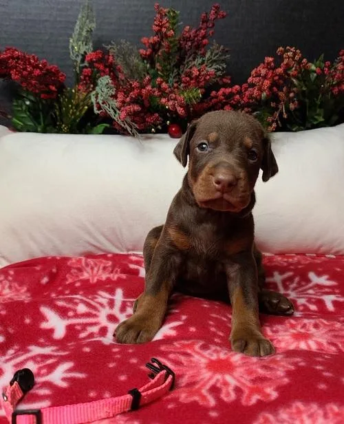 Adorable Puppies. Doberman Pinscher