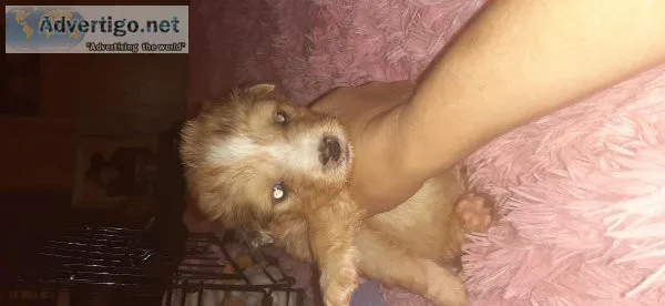 Malipoo Puppies