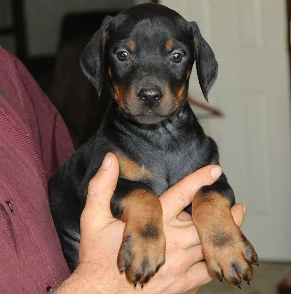 Lovely Doberman Pinscher Puppies Available