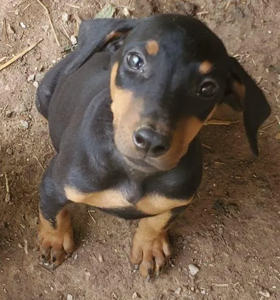 Doberman Pinscher puppies for Easter