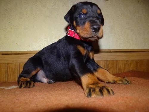 doberman pups