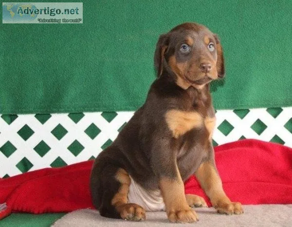 Doberman pinscher available.