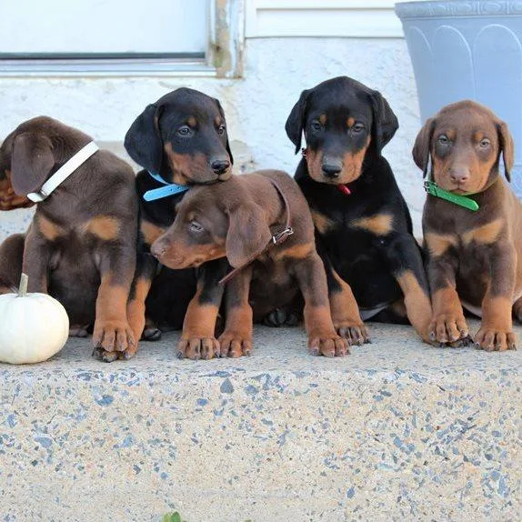 cute Doberman Puppies. TEXTCALL 3083216082