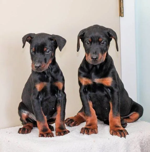 Registered Doberman Puppies Available