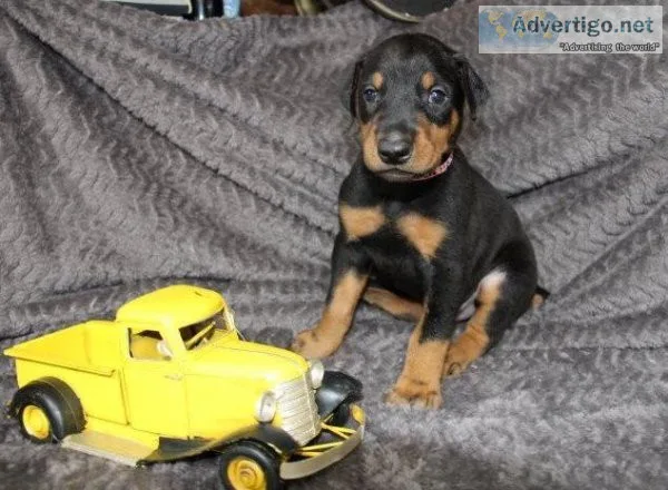 Adorable Doberman Pups.. TEXTCALL 3083216082