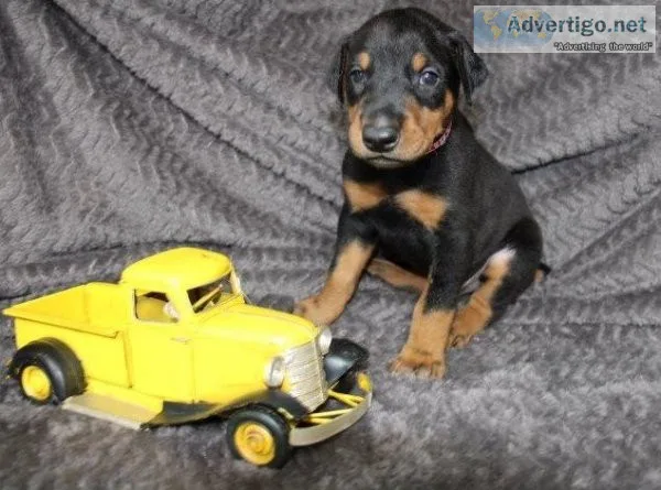 MF Doberman Puppies Available