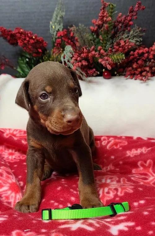 Stunning Doberman Pinscher Puppies Available