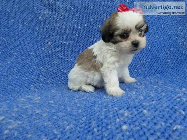 Cute Malshi Puppies
