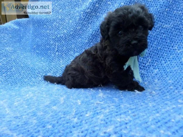 Fluffly Toy Poodles