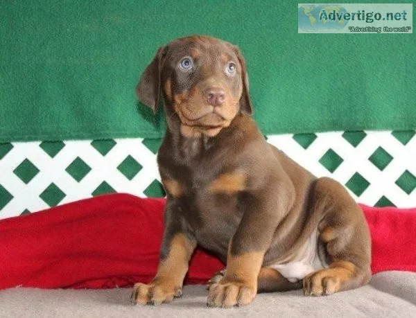 Doberman Puppies available.... TEXTCALL 308-321-6082