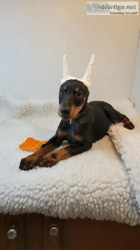 Doberman Pinscher Puppies Akc