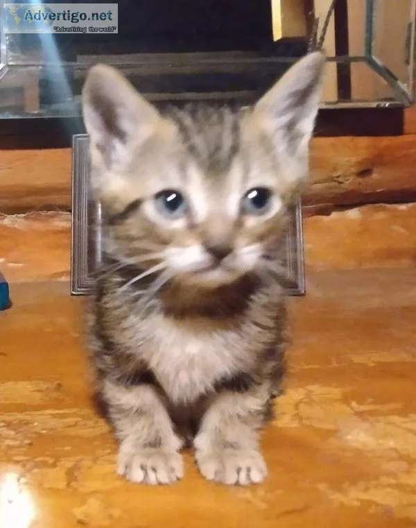 4 cute and playful tabby kittens