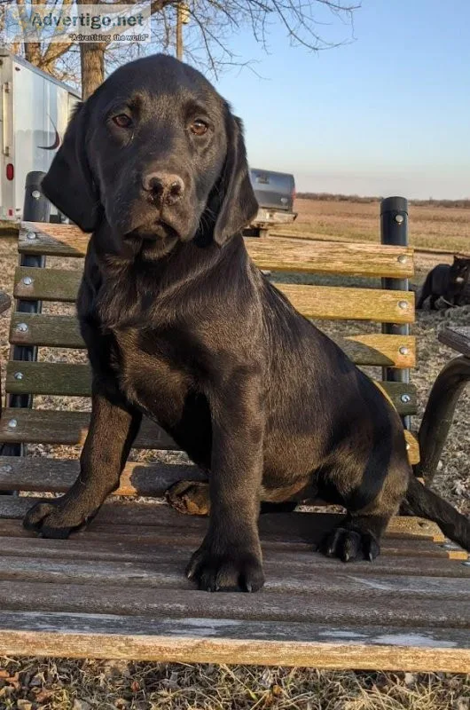 Labrador Retriever