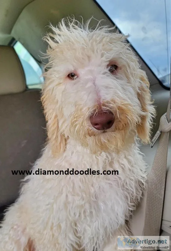 Green Eyes  Mini Goldendoodle