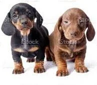 Dachshund Pups For Sale in Delhi
