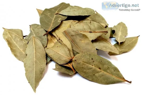 Buy bay leaves wholesale online | vyom overseas