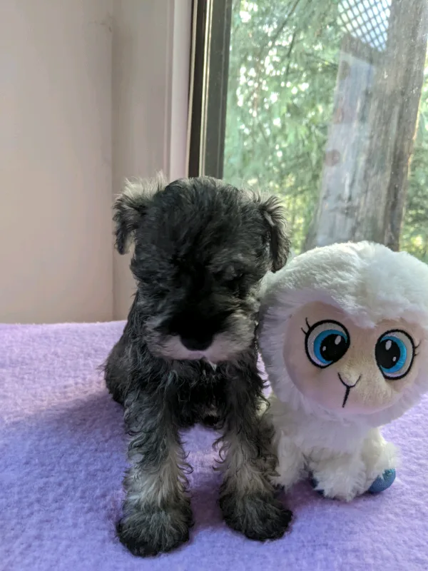 F1 Schnoodles with AMAZING colors