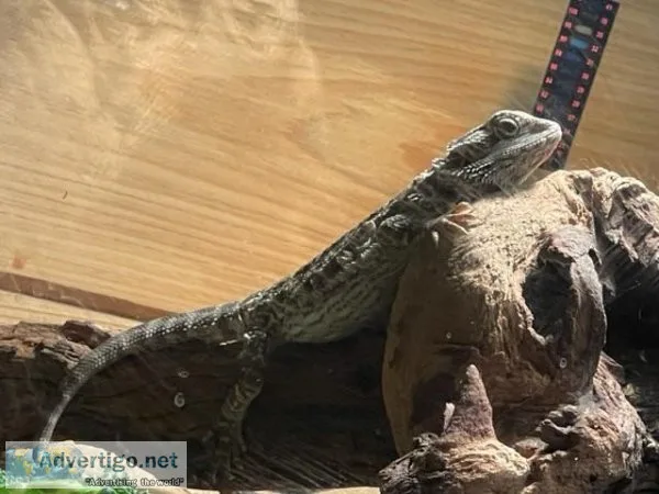 BEARDED DRAGON