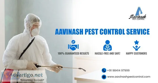 Best pest control services experts in chennai ? aavinashpestcont