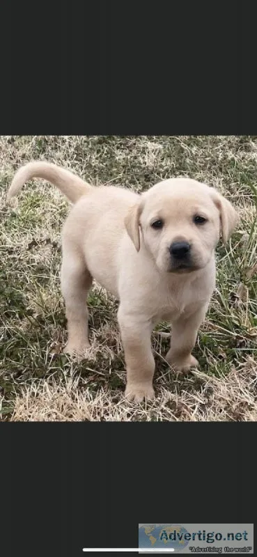 Labrador Retriever Puppies