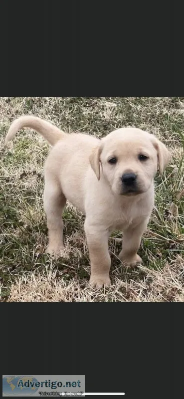 Labrador Retriever Puppies