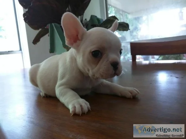 Fluffy french bulldog AKC registered